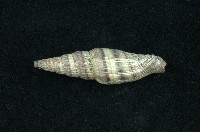 藏品(山蝸牛)的圖片